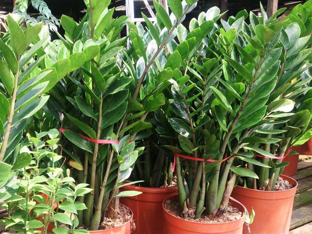 keep your houseplant alive, indoor plant, zz plant