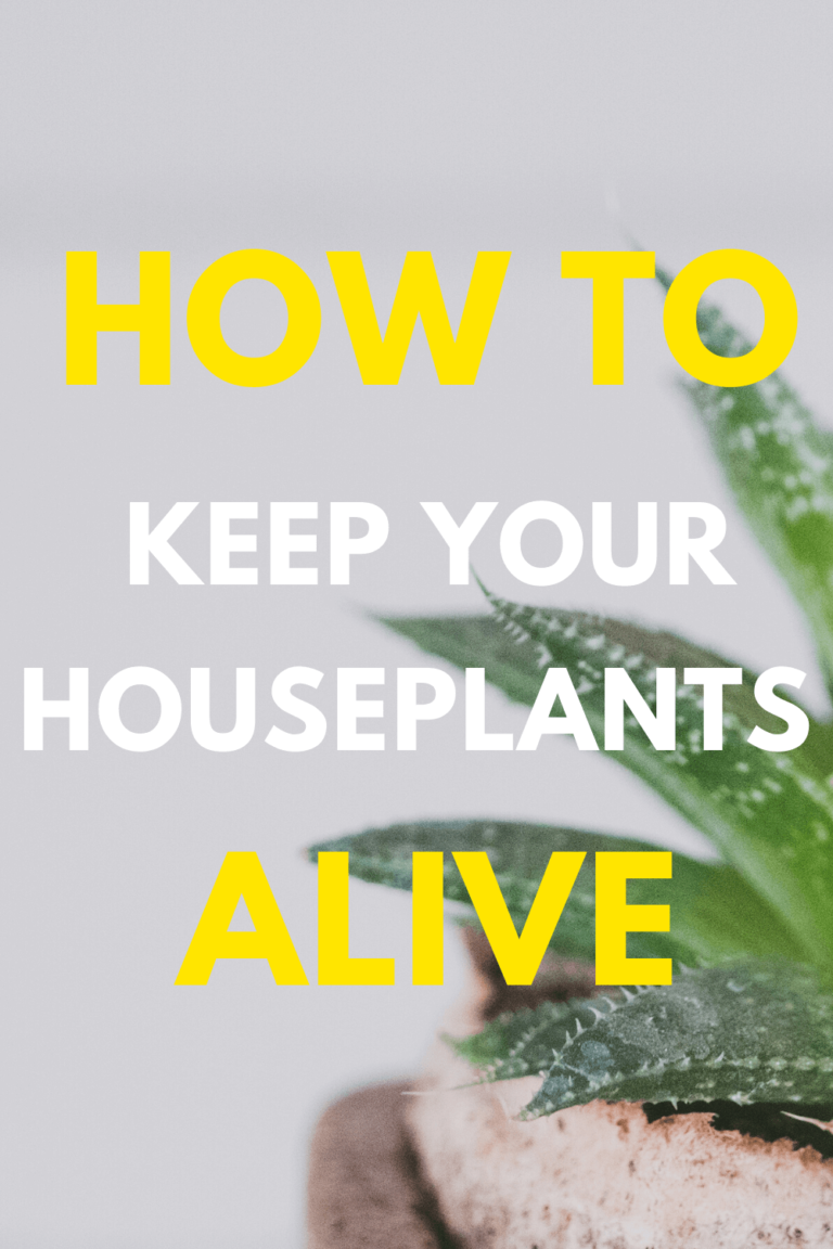 how to keep houseplants alive pin