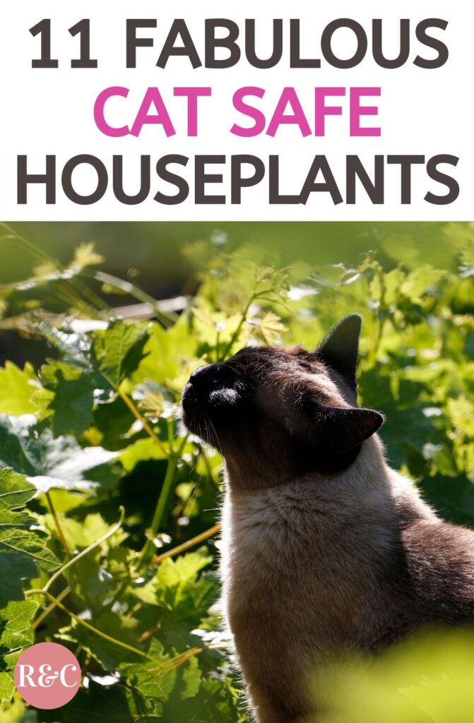 11 Fabulous Cat Safe Houseplants