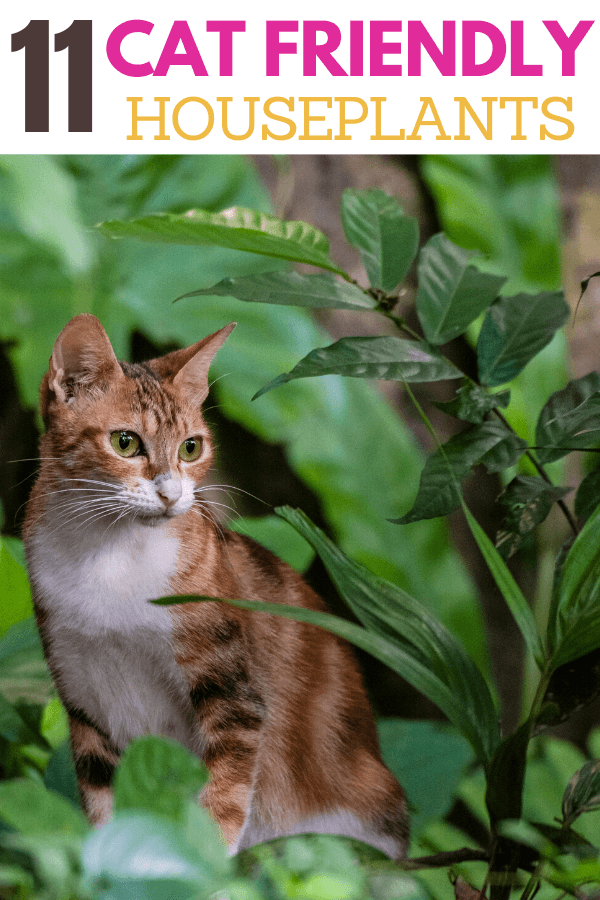 11 Car Friendly Houseplants, indoor plants safe for cats