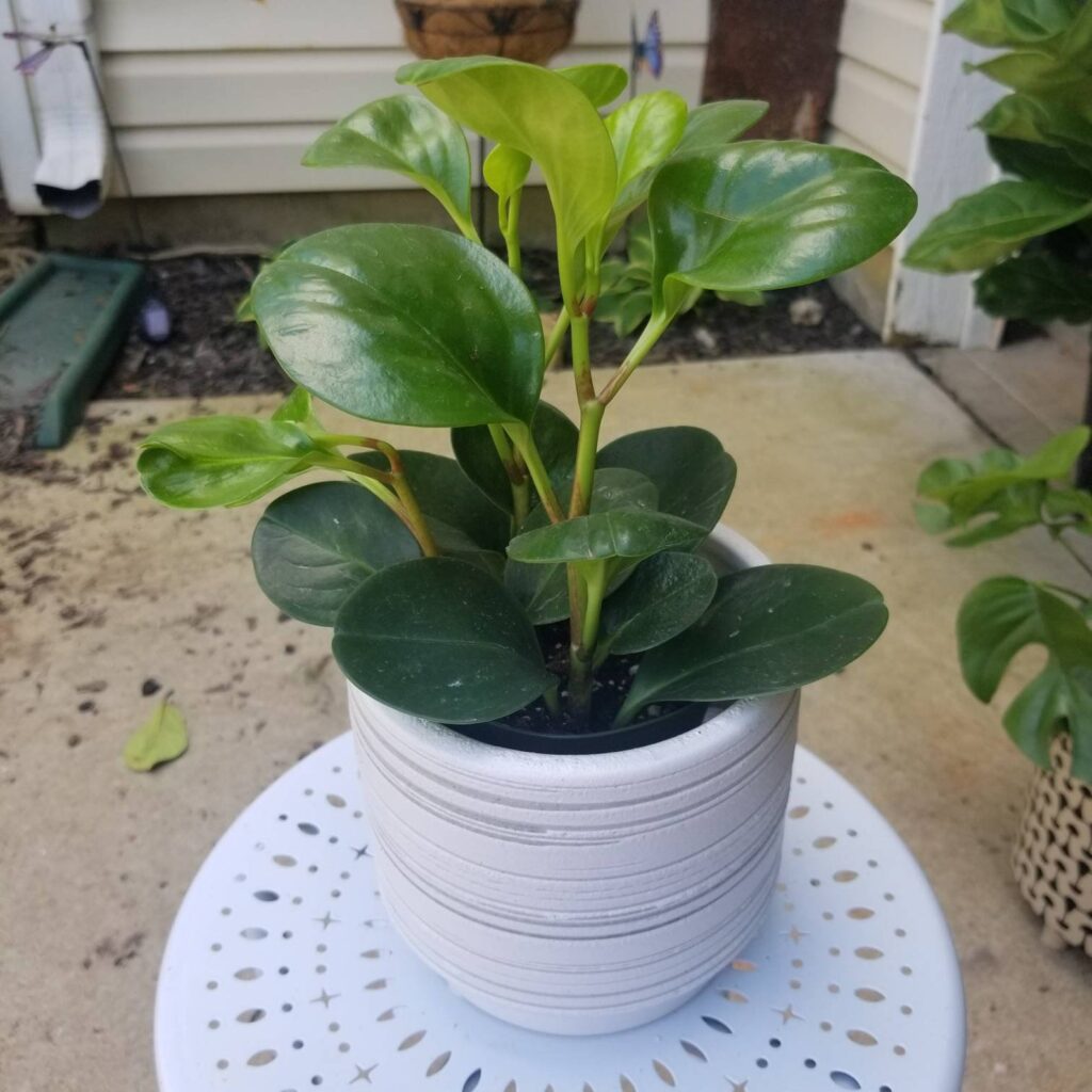 rubber plant pet safe